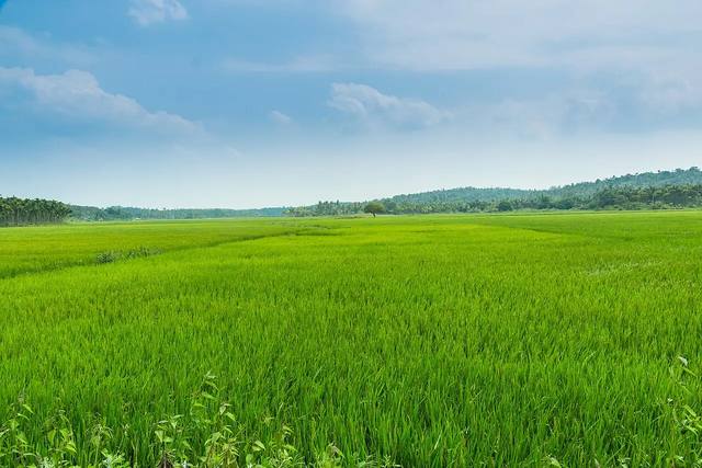 Wayanad Forest & Heritage Weekend travel experience