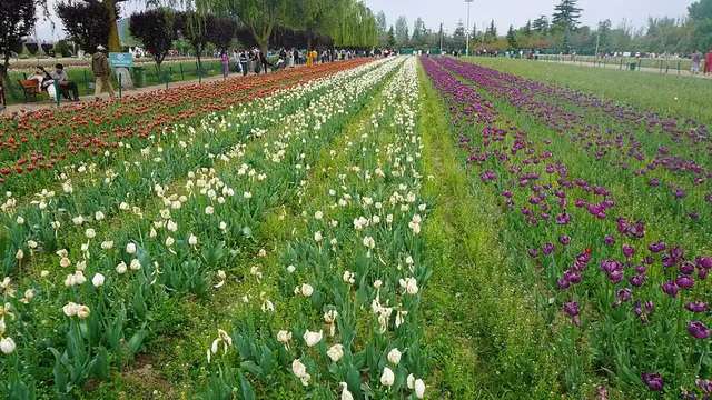 Kashmir Spring Gardens & Tulip Season travel experience
